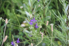 Delphinium consolida paniculatum
