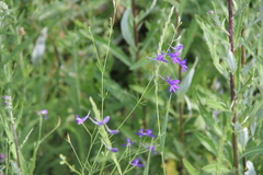 Delphinium consolida paniculatum