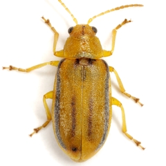 Erynephala maritima
