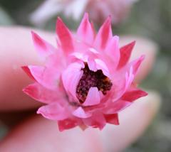 Syncarpha canescens canescens