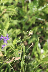 Delphinium consolida paniculatum