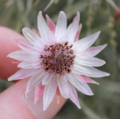 Syncarpha canescens canescens