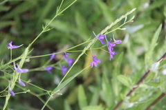 Delphinium consolida paniculatum