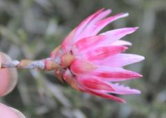 Syncarpha canescens canescens