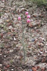 Syncarpha canescens canescens