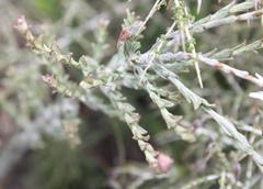 Syncarpha canescens canescens