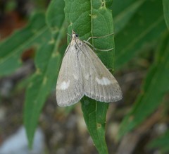 Udea alpinalis
