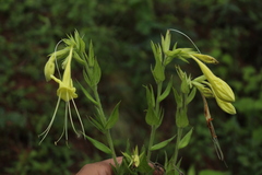 Lithospermum exsertum