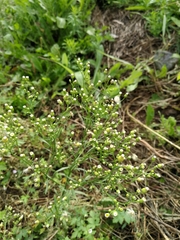 Erigeron canadensis