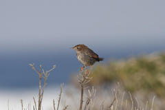 Cisticola subruficapilla