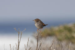 Cisticola subruficapilla