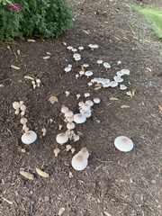 Leucoagaricus americanus