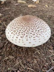 Leucoagaricus americanus