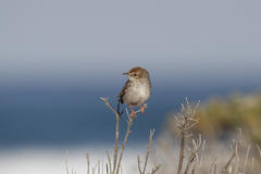 Cisticola subruficapilla