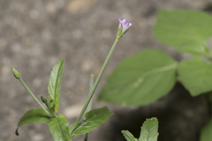 Epilobium