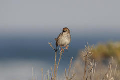 Cisticola subruficapilla