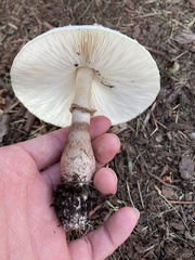Leucoagaricus americanus
