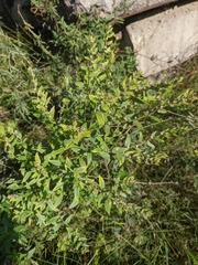 Galium rubioides