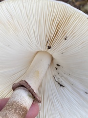 Leucoagaricus americanus
