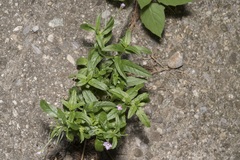 Epilobium