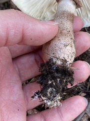 Leucoagaricus americanus