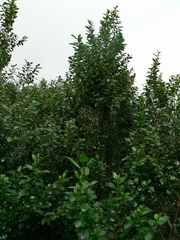 Rhamnus prinoides