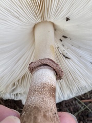 Leucoagaricus americanus