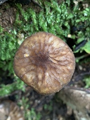 Pluteus umbrosus