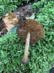 Pluteus umbrosus