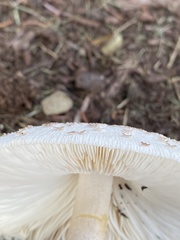 Leucoagaricus americanus