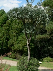 Cussonia sphaerocephala