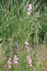 Consolida orientalis