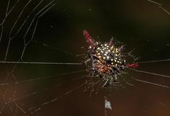 Gasteracantha versicolor