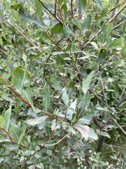 Salix kochiana