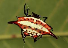 Gasteracantha versicolor