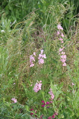 Consolida orientalis