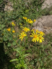 Jacobaea grandidentata