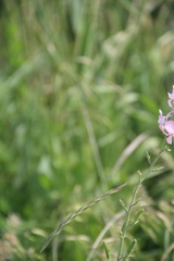 Consolida orientalis