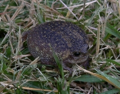 Breviceps verrucosus