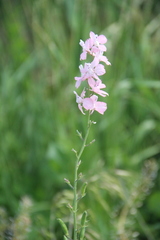 Consolida orientalis