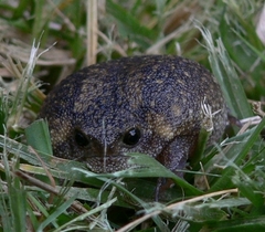 Breviceps verrucosus