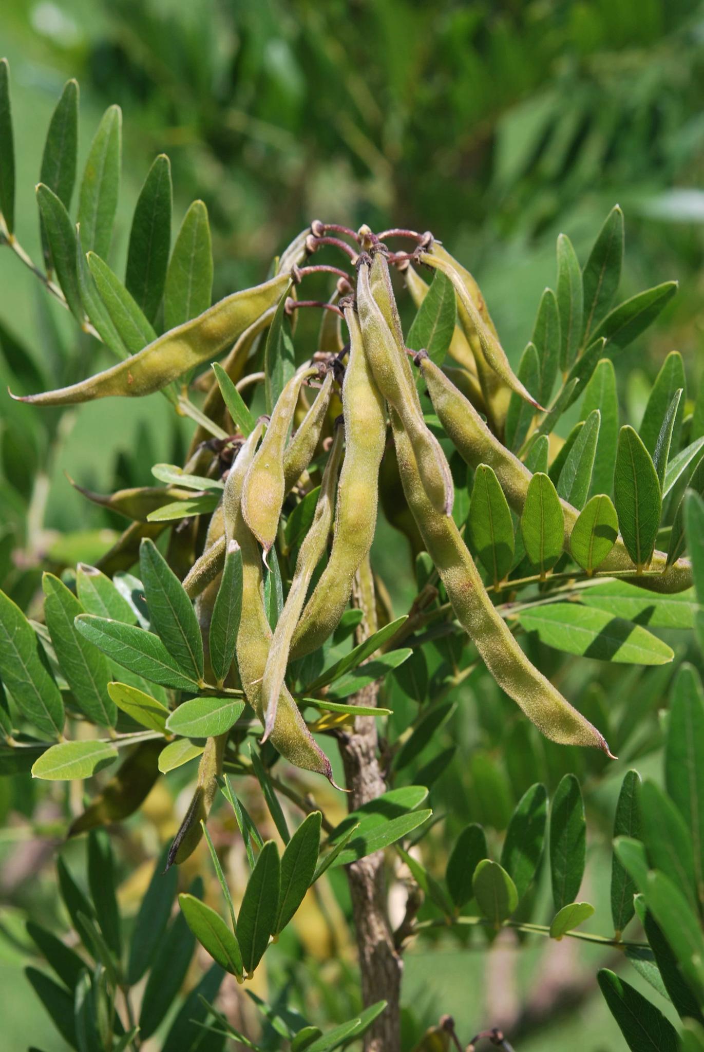 Mundulea