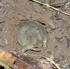 Breviceps verrucosus