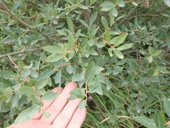 Salix kochiana