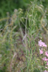 Consolida orientalis