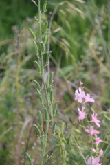 Consolida orientalis