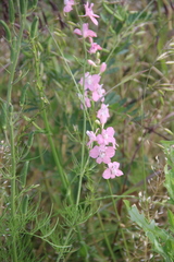 Consolida orientalis