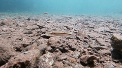 Squalius alburnoides