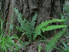 Blechnum australe