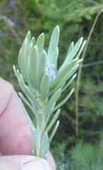 Leucadendron singulare